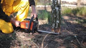 Professional Tree Removal and Landscaping Services in Forney, TX